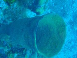 Netted Barrel Sponge (Verongula gigantea) (28072795775).jpg