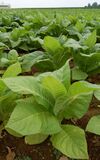 Nicotiana Tobacco Plants 1909px.jpg