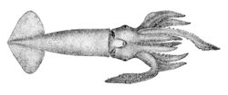 Nototodarus hawaiiensis.jpg