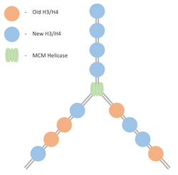 NucleosomeDuplication.png