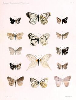 OberthurÉtudes d'entomologie1891 Plate3 (cropped and adjusted).jpg