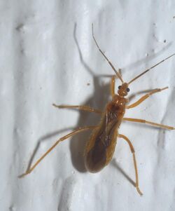 Oncerotrachelus acuminatus P1310423b.jpg