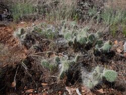 Opuntia polyacantha Utah.jpg