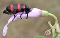 Orange Blister Beetle (Mylabris pustulata) on Ipomoea carnea W IMG 0597.jpg