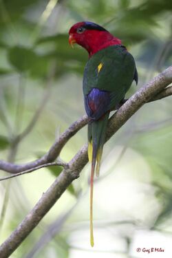 Papuan Lorikeet.jpg