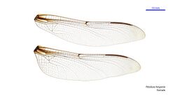 Petalura hesperia female wings (34921038441).jpg