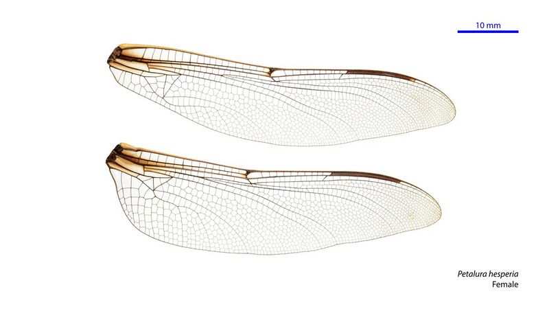 File:Petalura hesperia female wings (34921038441).jpg