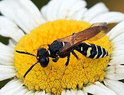 Philanthus bilunatus.jpg