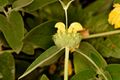 Phlomis fruticosa flower Merritt.JPG