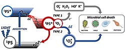 Photodynamic reaction.jpg