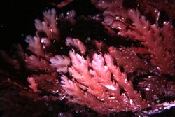 Plocamium corallorhiza.jpg