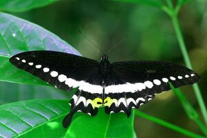 Praveen J - Malabar Banded Swallowtail.jpg