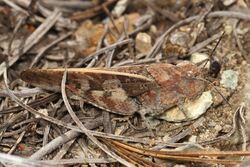 Pronotal Range Grasshopper - Cratypedes neglectus, Packer Lake, California.jpg