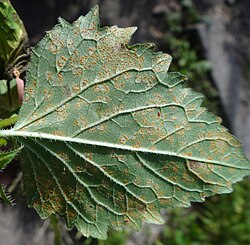 Puccinia campanulae DK16 (2).jpg