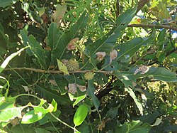 Quercus Variabilis.jpg