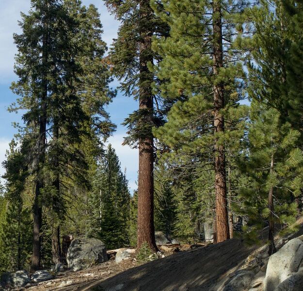 File:Red fir forest Giant Sequoia National Monument.jpg
