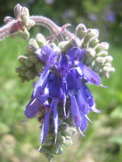 Salvia nutans2.jpg