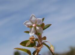 Sauvagesia erecta flower.jpg