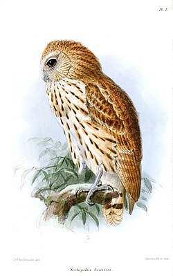 Scotopelia bouveri - Keulemans.jpg