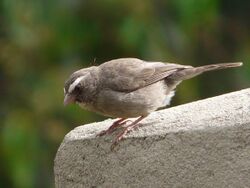 Serinus tristriatus -Ethiopia-8.jpg