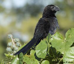 Smooth-billed Ani 3.jpg