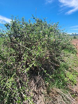 Solanum Arundo overall view.jpg