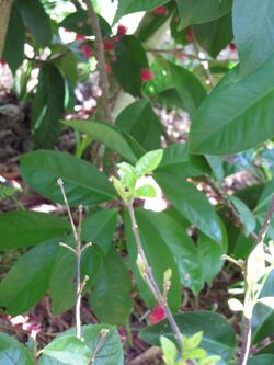 Starr-100411-4479-Wikstroemia bicornuta-leaves-Ulana St Makawao-Maui (24401305233).jpg