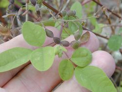 Starr 030202-0040 Desmodium tortuosum.jpg