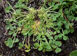 Suffocated Clover Trifolium suffocatum (6210974266).jpg