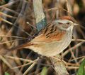 Swamp Sparrow.jpg