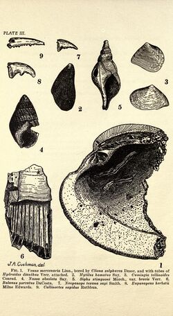 The Pleistocene deposits of Sankoty Head, Nantucket, and their fossils (Page 14) BHL23879062.jpg