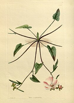 The botanical cabinet (No 1670) (8612592493).jpg