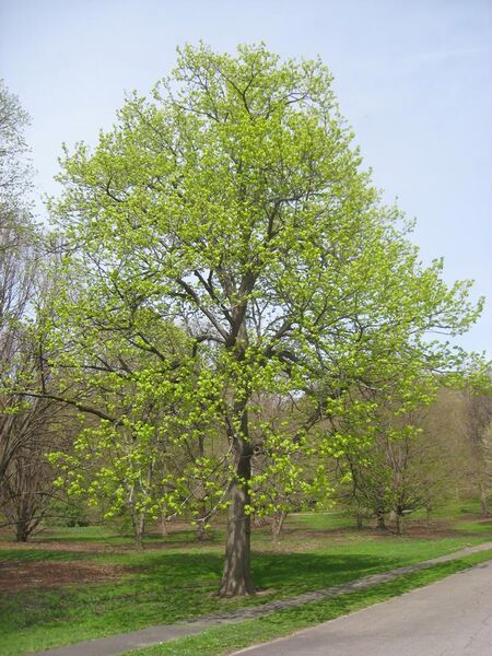 File:Tilia americana, Arnold Arboretum - IMG 5911.JPG