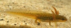 Anamniotes have a distinct larval stage, such as in the smooth newt.