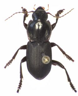 Tuiharpalus hallae male.jpg