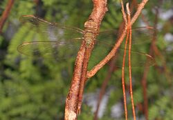 Twilight Darner - Gynacantha nervosa, Everglades National Park, Homestead, Florida - 24902523552.jpg