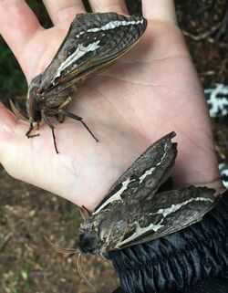 two brown and white moths on a man's hand, approximately as long as the palm is wide