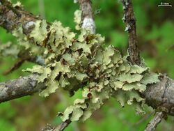 Usnocetraria oakesiana - Flickr - pellaea.jpg