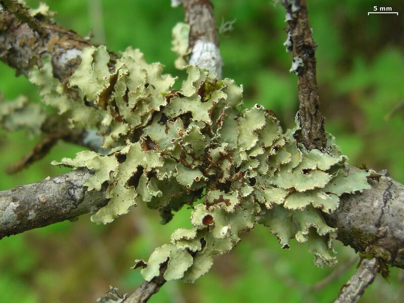 File:Usnocetraria oakesiana - Flickr - pellaea.jpg