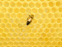 Western honey bee on a honeycomb.jpg