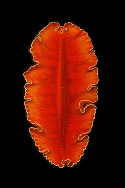 Yungia aurantiaca.jpg