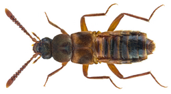 Zyras limbatus (Paykull, 1789) (20783424109).png