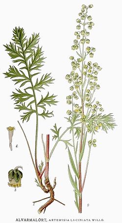 538 Artemisia laciniata.jpg