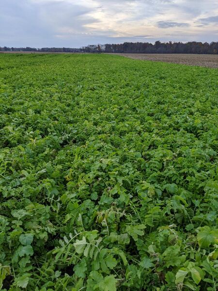 File:A cover crop of Tillage Radish in early November.jpg