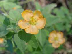 Abutilon fruticosum.jpg