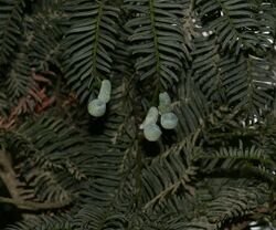 Acmopyle pancheri - unripe cones.jpg