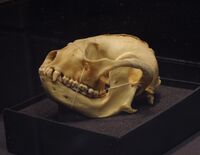 Red panda skull