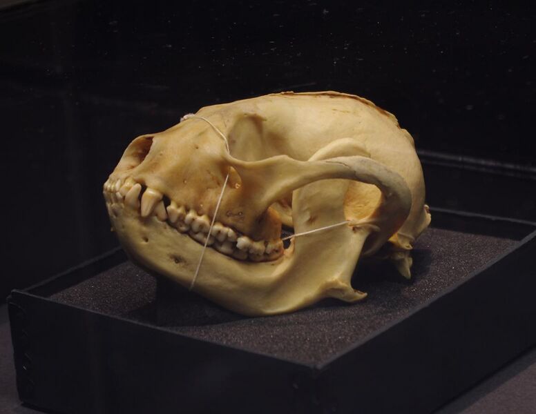 File:Ailurus fulgens skull at the Beaty Biodiversity Museum.jpg