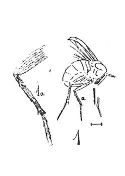 Allactoneura Veiti mâle Nicolas Théobald holotype éch R878 p. 220 pl XVI Diptères du Sannoisien de KleinKembs.pdf
