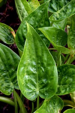 Alocasia cucullata in Auckland Botanic Gardens 02.jpg